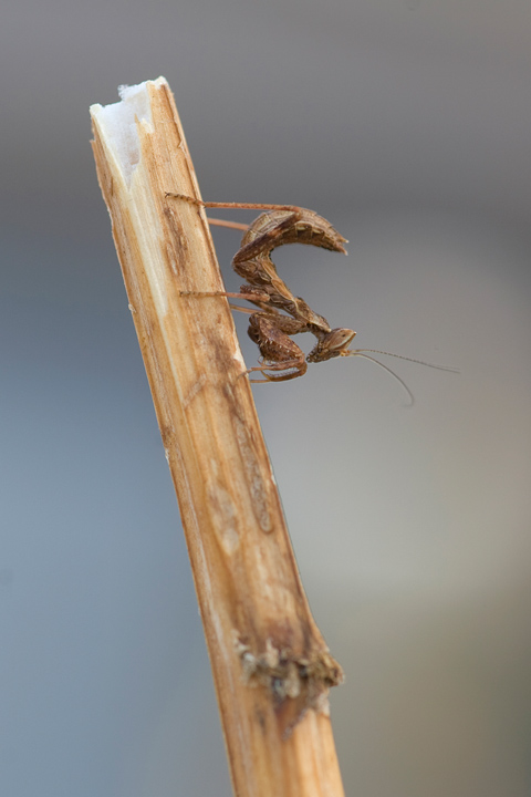 mandite piccolissima